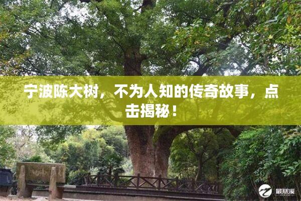 宁波陈大树，不为人知的传奇故事，点击揭秘！