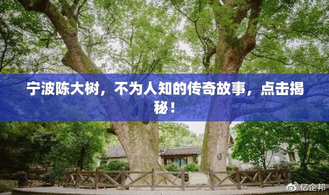 宁波陈大树,不为人知的传奇故事,点击揭秘!
