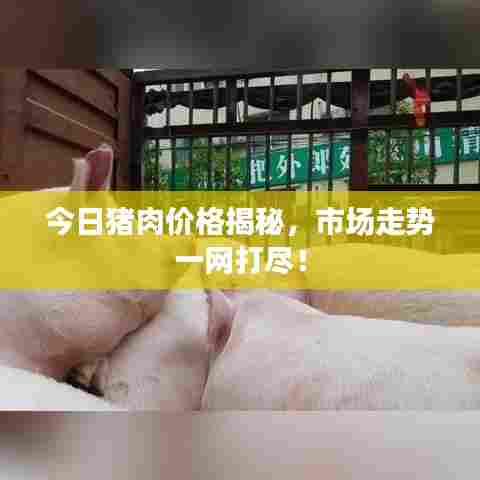 今日猪肉价格揭秘，市场走势一网打尽！