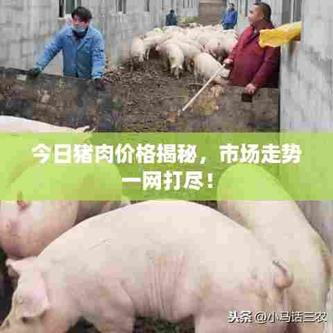 今日猪肉价格揭秘,市场走势一网打尽!