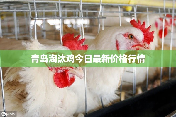 青岛淘汰鸡今日最新价格行情