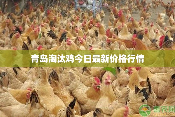 青岛淘汰鸡今日最新价格行情
