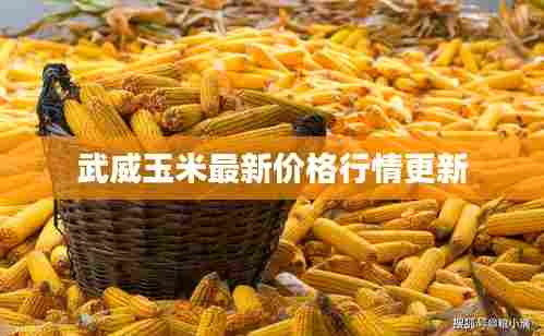 武威玉米最新价格行情更新