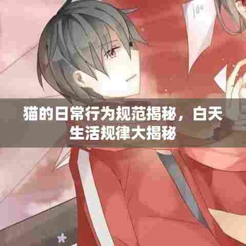 猫的日常行为规范揭秘,白天生活规律大揭秘