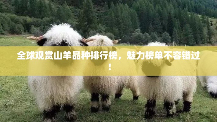 全球观赏山羊品种排行榜，魅力榜单不容错过！
