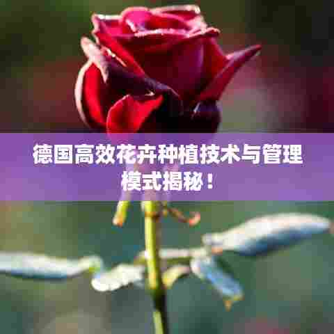 德国高效花卉种植技术与管理模式揭秘!