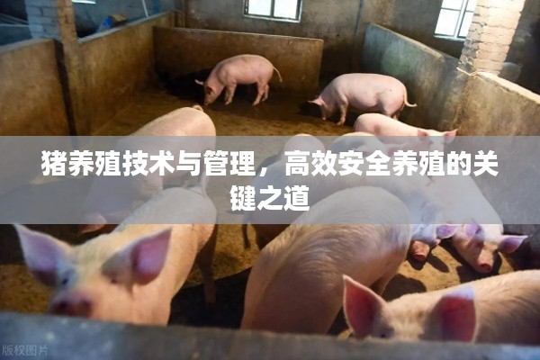 猪养殖技术与管理，高效安全养殖的关键之道