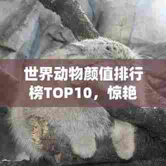 世界动物颜值排行榜TOP10，惊艳之美一览无余