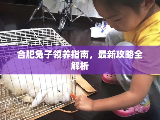 合肥兔子领养指南，最新攻略全解析