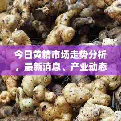 今日黄精市场走势分析，最新消息、产业动态与未来展望