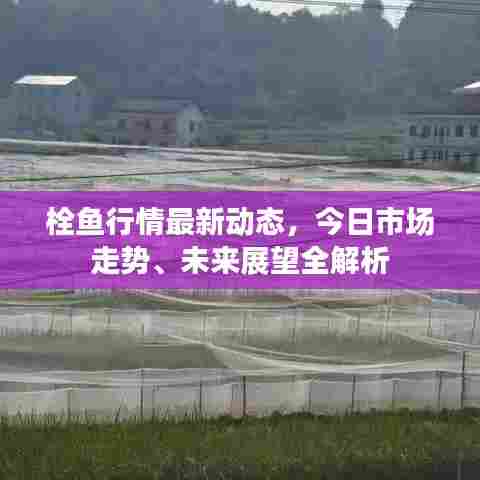 栓鱼行情最新动态，今日市场走势、未来展望全解析