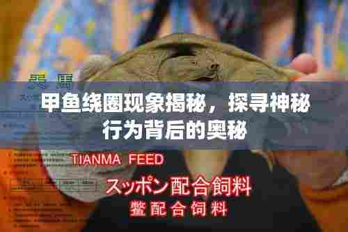甲鱼绕圈现象揭秘,探寻神秘行为背后的奥秘