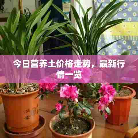 今日营养土价格走势，最新行情一览