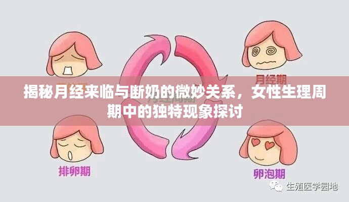 揭秘月经来临与断奶的微妙关系，女性生理周期中的独特现象探讨