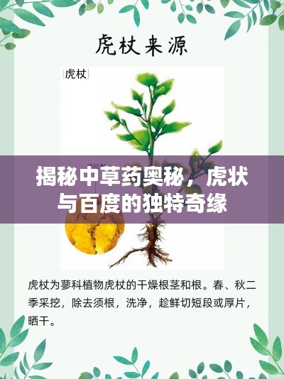 揭秘中草药奥秘，虎状与百度的独特奇缘