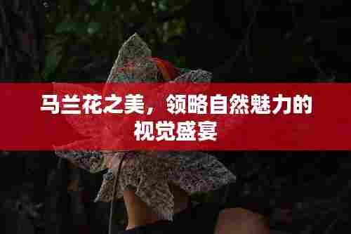 马兰花之美，领略自然魅力的视觉盛宴