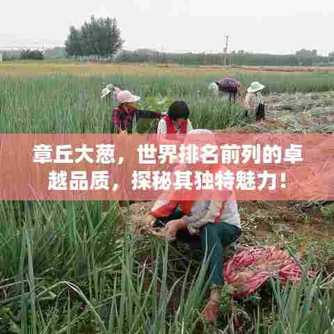 章丘大葱，世界排名前列的卓越品质，探秘其独特魅力！