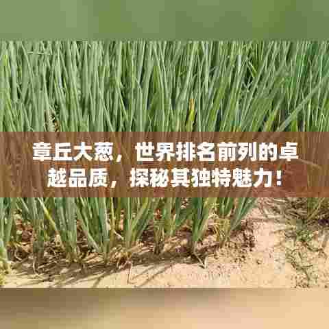 章丘大葱,世界排名前列的卓越品质,探秘其独特魅力!