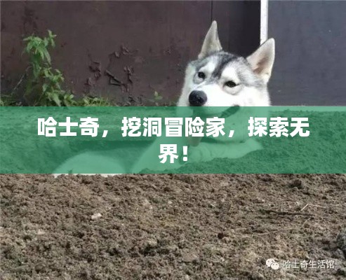 哈士奇,挖洞冒险家,探索无界!