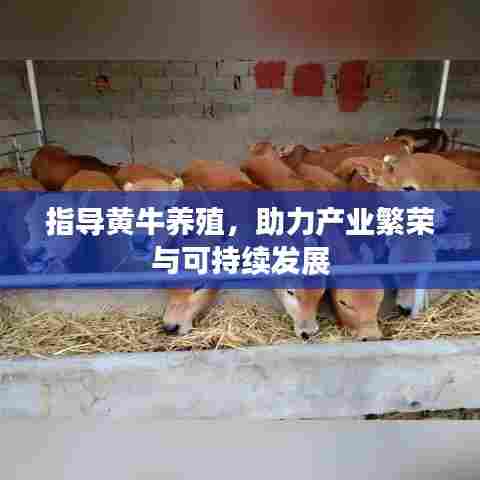 指导黄牛养殖，助力产业繁荣与可持续发展