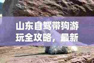 山东自驾带狗游玩全攻略,最新景点大解析