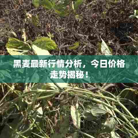 黑麦最新行情分析,今日价格走势揭秘!