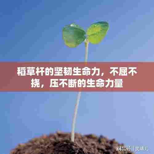 稻草杆的坚韧生命力，不屈不挠，压不断的生命力量