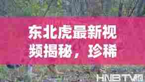 东北虎最新视频揭秘,珍稀物种的神秘踪迹探索
