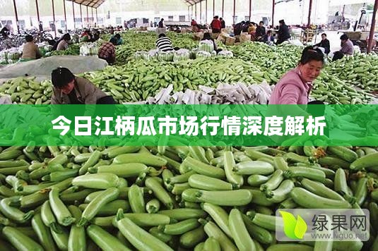 今日江柄瓜市场行情深度解析