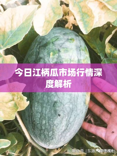 今日江柄瓜市场行情深度解析