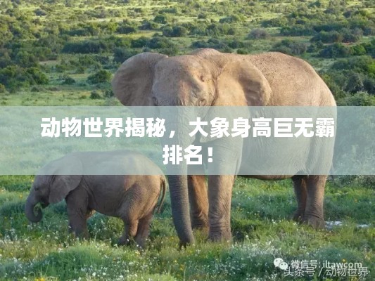动物世界揭秘，大象身高巨无霸排名！
