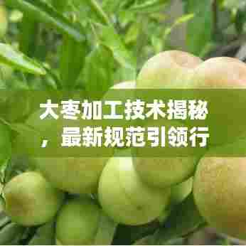 大枣加工技术揭秘,最新规范引领行业新风向