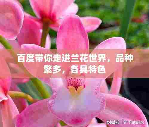 百度带你走进兰花世界,品种繁多,各具特色