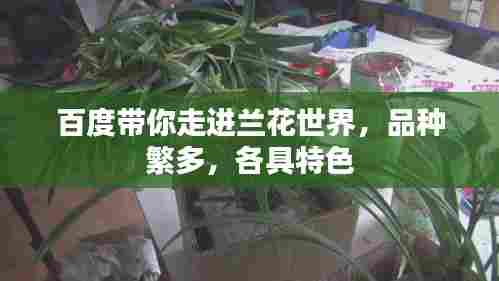 百度带你走进兰花世界,品种繁多,各具特色