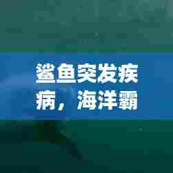 鲨鱼突发疾病，海洋霸主健康告急