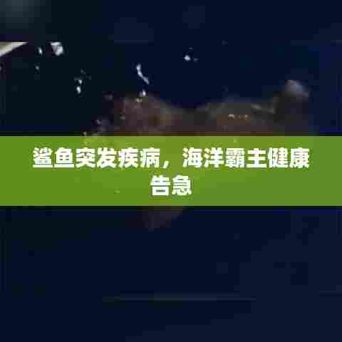 鲨鱼突发疾病,海洋霸主健康告急