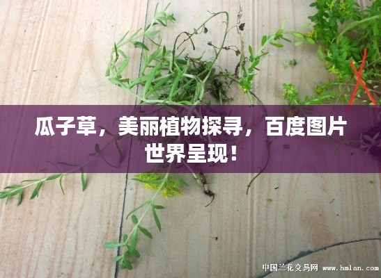 瓜子草，美丽植物探寻，百度图片世界呈现！