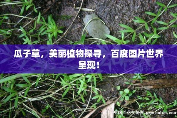 瓜子草,美丽植物探寻,百度图片世界呈现!