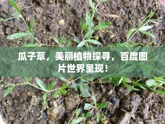 瓜子草,美丽植物探寻,百度图片世界呈现!