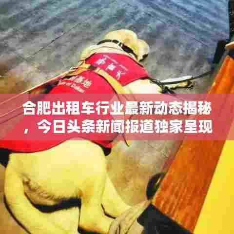 合肥出租车行业最新动态揭秘,今日头条新闻报道独家呈现