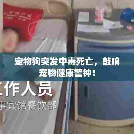 宠物狗突发中毒死亡,敲响宠物健康警钟!