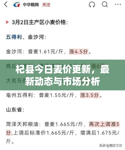 杞县今日麦价更新,最新动态与市场分析