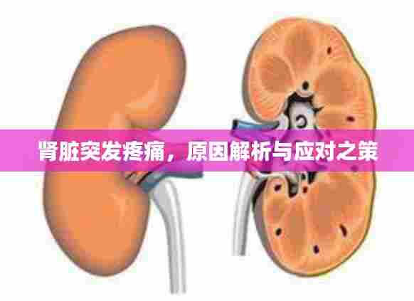 肾脏突发疼痛，原因解析与应对之策