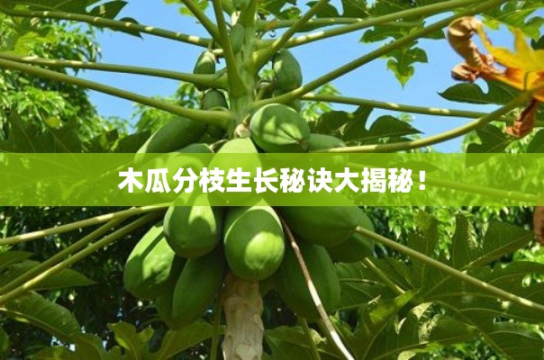 木瓜分枝生长秘诀大揭秘！
