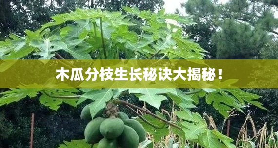 木瓜分枝生长秘诀大揭秘!
