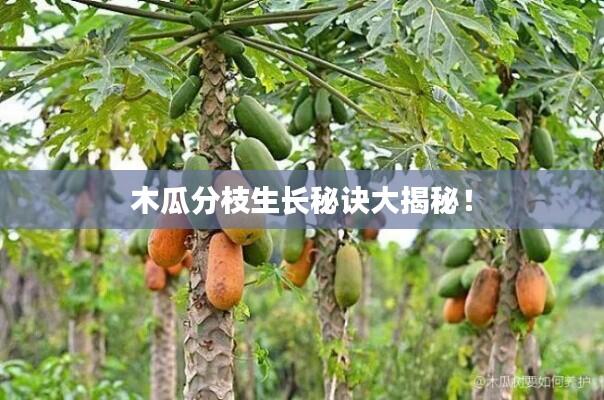 木瓜分枝生长秘诀大揭秘!
