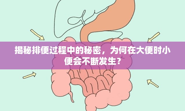 揭秘排便过程中的秘密，为何在大便时小便会不断发生？