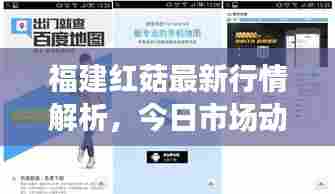 福建红菇最新行情解析,今日市场动态一网打尽