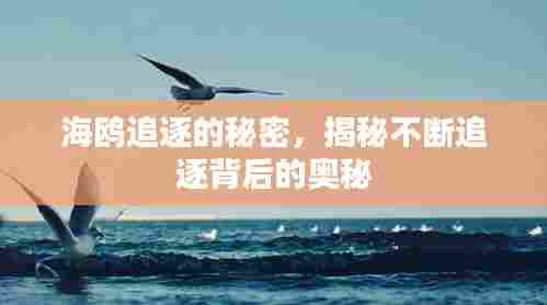 海鸥追逐的秘密，揭秘不断追逐背后的奥秘