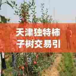 天津独特柿子树交易引发热议，新闻头条揭秘独特商机！